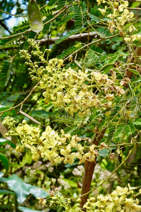 Caesalpinia sappan.sappan. fabaceae. espèce envahissante. P1036607