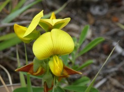 Crotalaria retusa - cascavelle jaune - FABACEAE - EE - P1050318