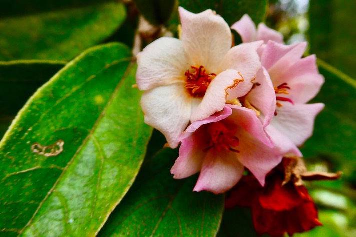 Dombeya punctata..malvaceae.endémique Réunion.