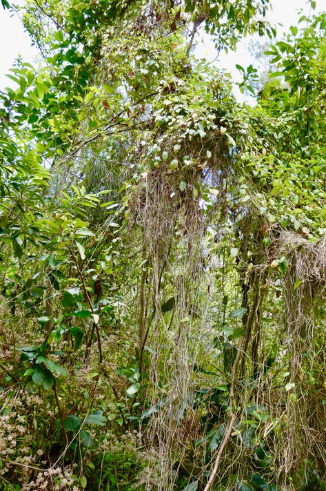 fouillis végétal 