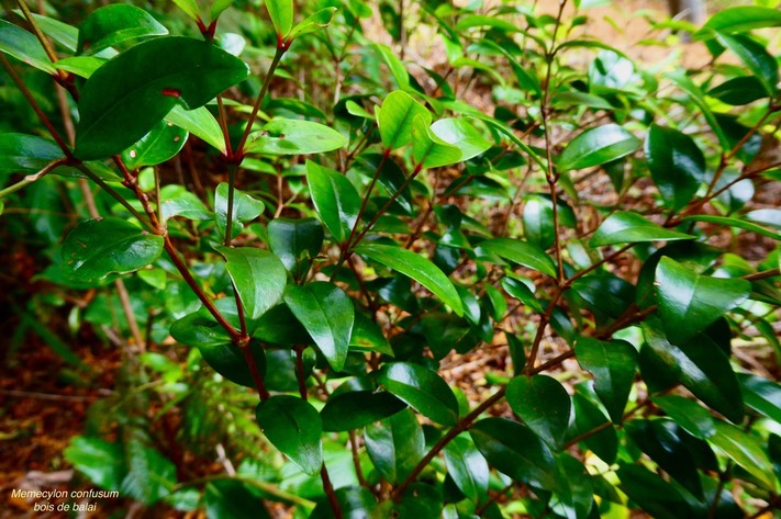 Memecylon confusum.bois de balai.melastomataceae.endémique Réunion.P1036642
