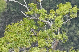 Mimusops balata - Grand Natte - SAPOTACEAE - Endémique Réunion, Maurice - MB2_8571