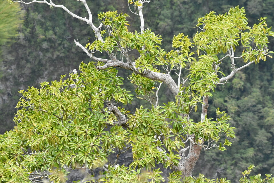 Mimusops balata - Grand Natte - SAPOTACEAE - Endémique Réunion, Maurice - MB2_8571