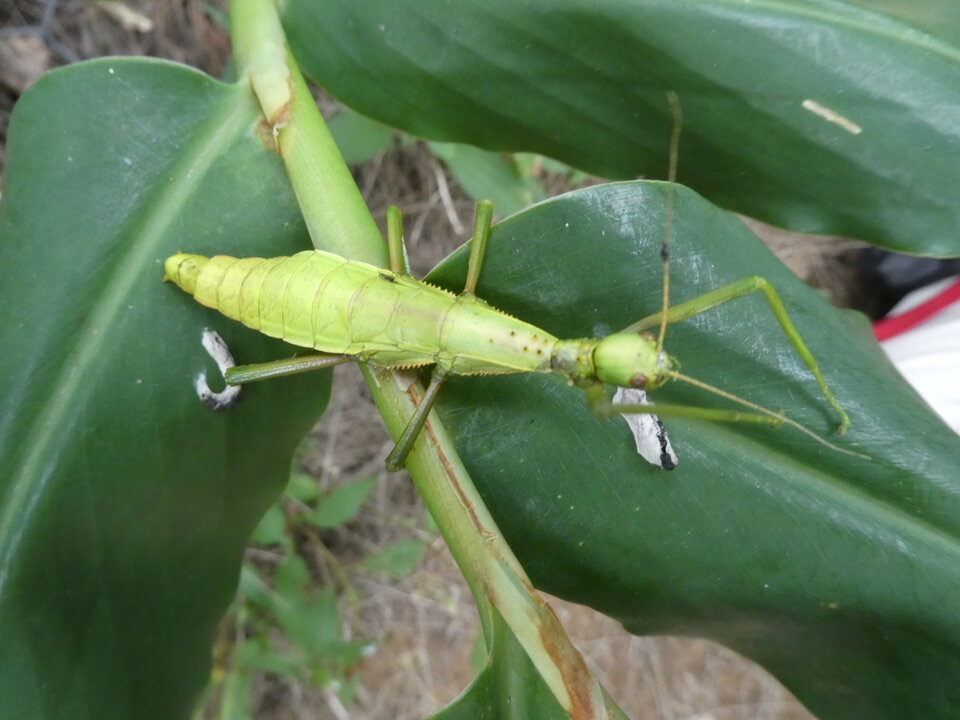 Monandroptera acanthomera - Chipèque sept nouds -  PHASMATIDAE - Endémique Réunion, Maurice - P1050291