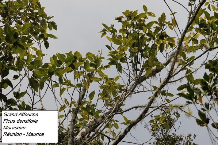 mtb-12- Ficus densifolia (1)