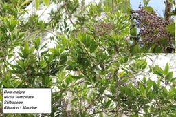 mtb-16- Bois maigre (1)
