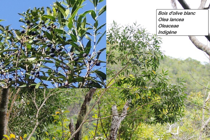 mtb-2- Bois d'olive blanc (1)