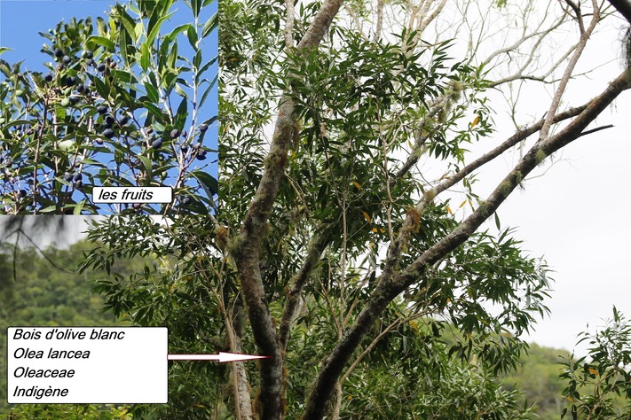 mtb-2- Bois d'olive blanc (2)