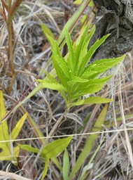 Psiadia dentata - Ti mangue - ASTERACEAE - Endémique Réunion - P1050315