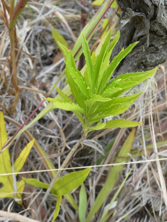 Psiadia dentata - Ti mangue - ASTERACEAE - Endémique Réunion - P1050315