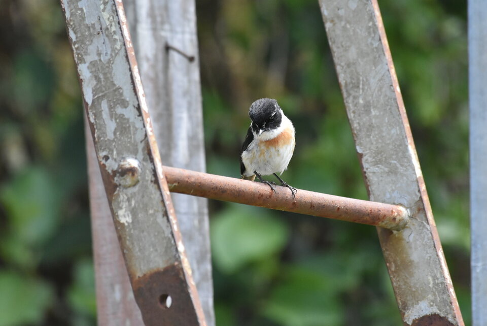 Saxicola tectes - Tec-Tec mâle - MUSCICAPIDAE - Endémique Réunion - MB2_8578