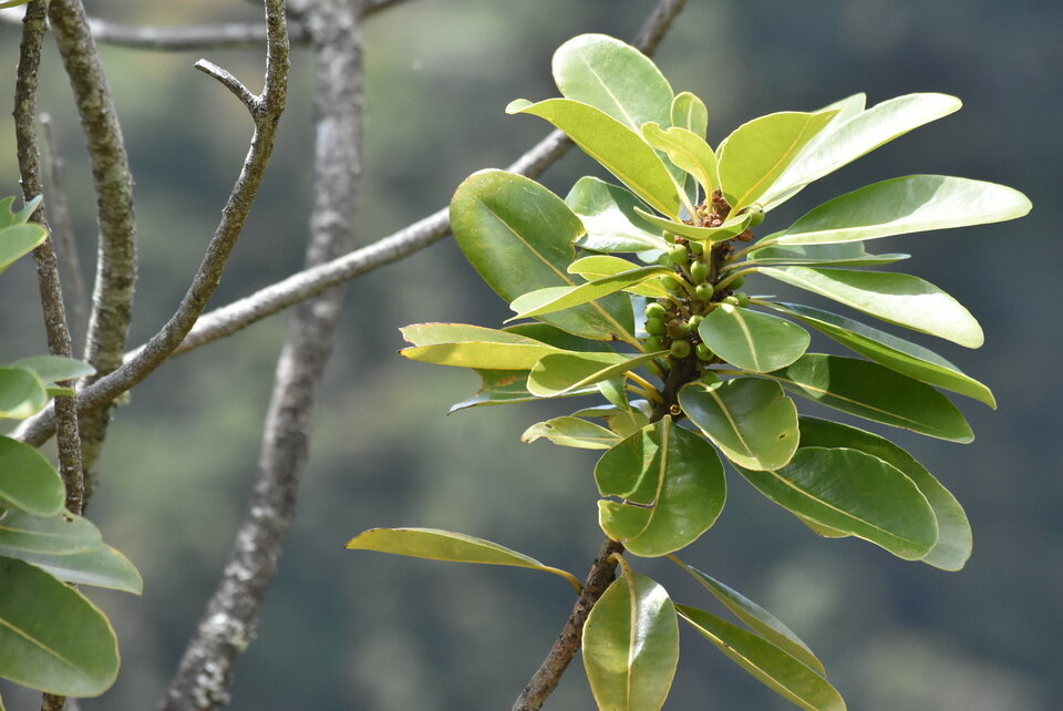 Sideroxylon borbonicum - Bois de fer bâtard - SAPOTACEAE - Endémique Réunion - MB2_8567