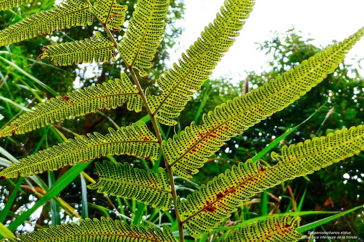 Spaerostephanos elatus.(détail face inférieure de la fronde ) thelypteridaceae.P1036697