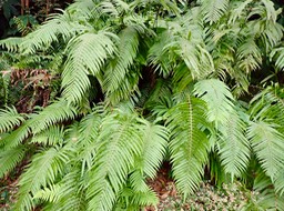 Sphaerostephanos elatus .thelypteridaceae.PA110135