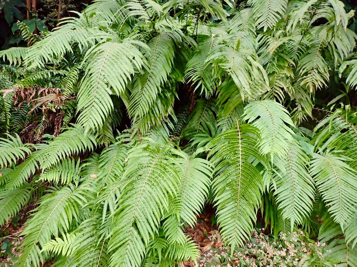 Sphaerostephanos elatus .thelypteridaceae.PA110135