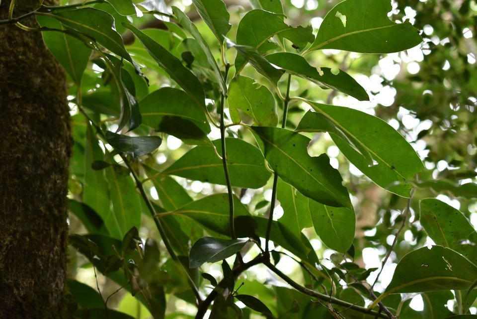 Tambourissa elliptica - Bois de tambour - MONIMIACEAE - Endémique Réunion