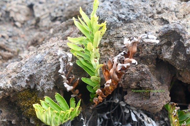 Parablechnum marginatum Blechnacea e Endémique La Réunion 6718.jpeg
