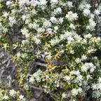 Phylica nitida Ambaville ba?tard Rhamnacea e Endémique La Réunion Maurice 6714.jpeg