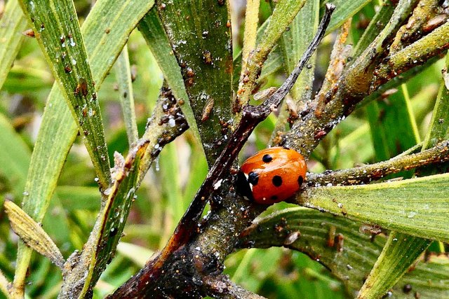 Coccinelle sur feuillage de tamarin envahi par les psylles.jpeg