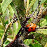 Coccinelle sur feuillage de tamarin envahi par les psylles.jpeg