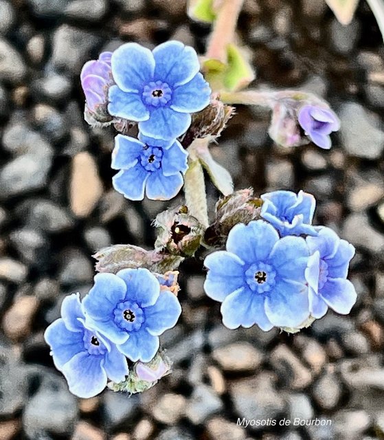 Cynoglossum borbonicum.myosotis de Bourbon.boraginaceae.endémique Réunion (1).jpeg