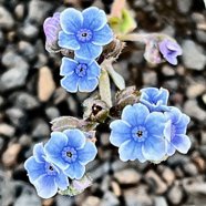 Cynoglossum borbonicum.myosotis de Bourbon.boraginaceae.endémique Réunion (1).jpeg