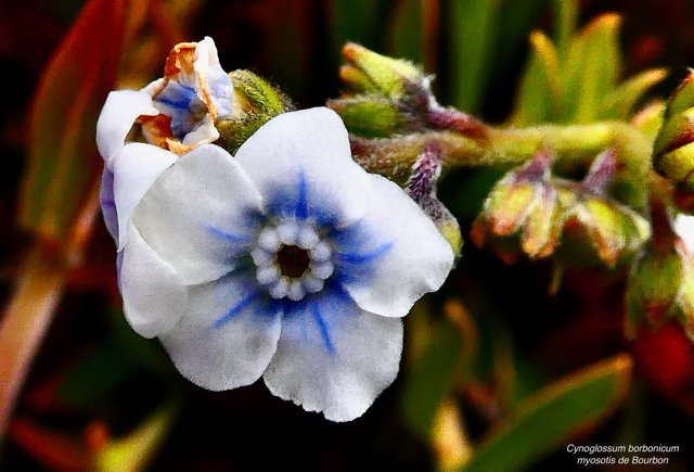 Cynoglossum borbonicum.myosotis de Bourbon.boraginaceae.endémique Réunion (3).jpeg