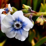 Cynoglossum borbonicum.myosotis de Bourbon.boraginaceae.endémique Réunion (3).jpeg