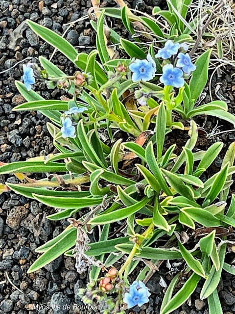 Cynoglossum borbonicum.myosotis de Bourbon.boraginaceae.endémique Réunion.jpeg