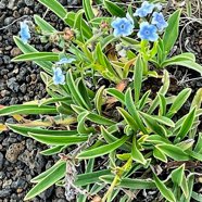 Cynoglossum borbonicum.myosotis de Bourbon.boraginaceae.endémique Réunion.jpeg