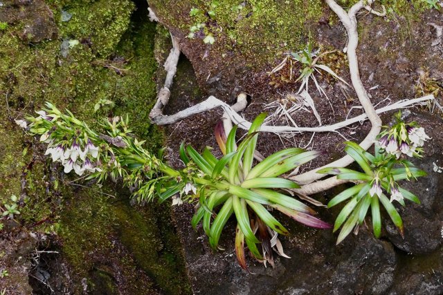 entrelacs d'Heterochaenia rivalsii  Campanulaceae  Endémique Réunion.jpeg