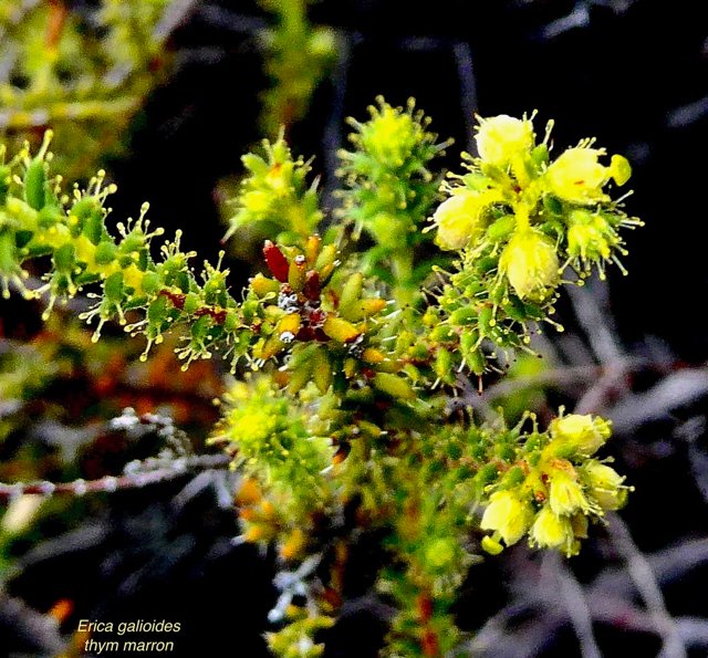 Erica galioides thym marron  ericaceae endémique Réunion (1).jpeg