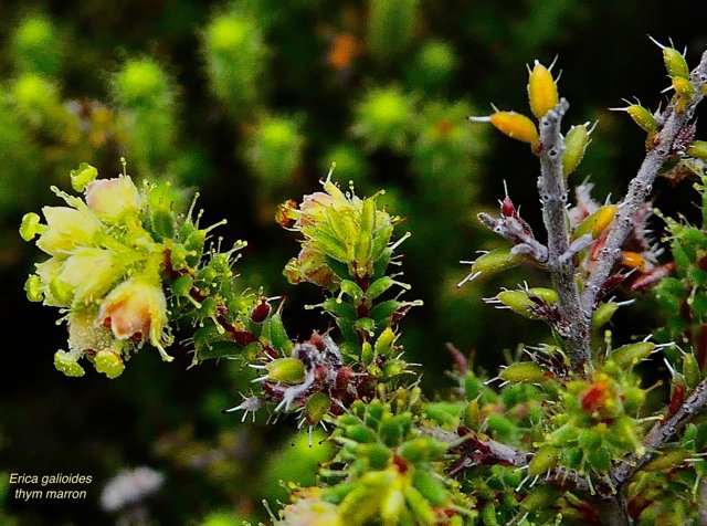 Erica galioides thym marron  ericaceae endémique Réunion (2).jpeg