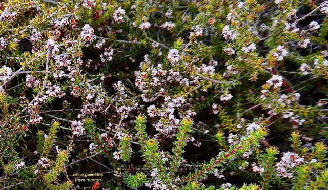Erica galioides thym marron  ericaceae endémique Réunion.jpeg