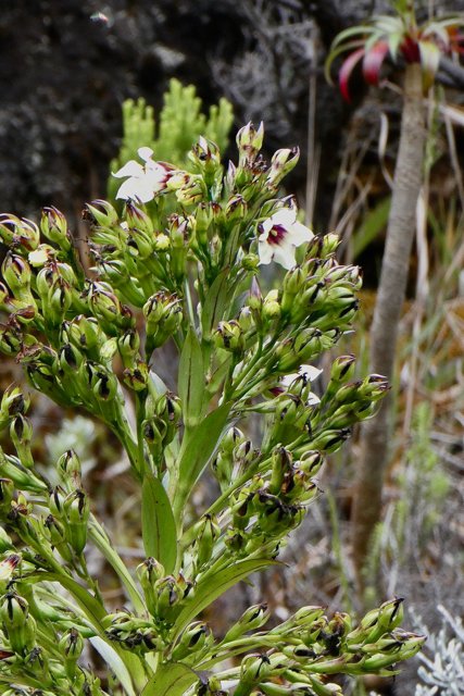 Heterochaenia rivalsii  Campanulaceae  Endémique Réunion (2).jpeg