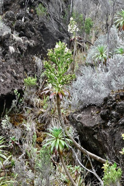Heterochaenia rivalsii  Campanulaceae  Endémique Réunion (4).jpeg