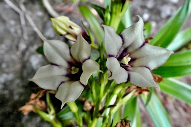Heterochaenia rivalsii  Campanulaceae  Endémique Réunion (5).jpeg