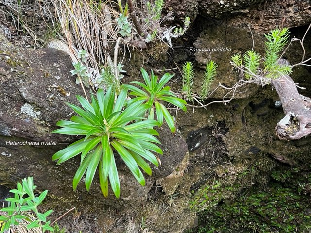Heterochaenia rivalsii et faujasia pinifolia.jpeg