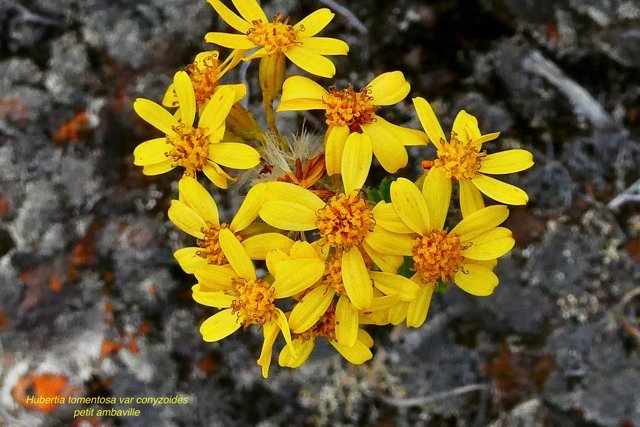 Hubertia tomentosa  var  conyzoides  Petit  ambaville  asteraceae  Endémique Réunion (1).jpeg