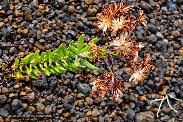 Hubertia tomentosa  var  conyzoides  Petit  ambaville  asteraceae  Endémique Réunion (2).jpeg