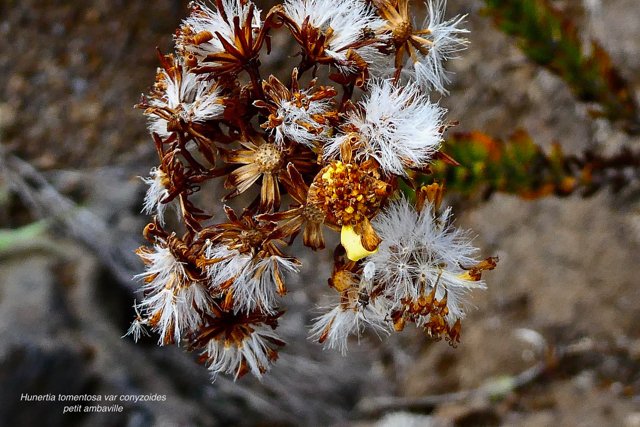 Hubertia tomentosa  var  conyzoides  Petit  ambaville  asteraceae  Endémique Réunion (3).jpeg