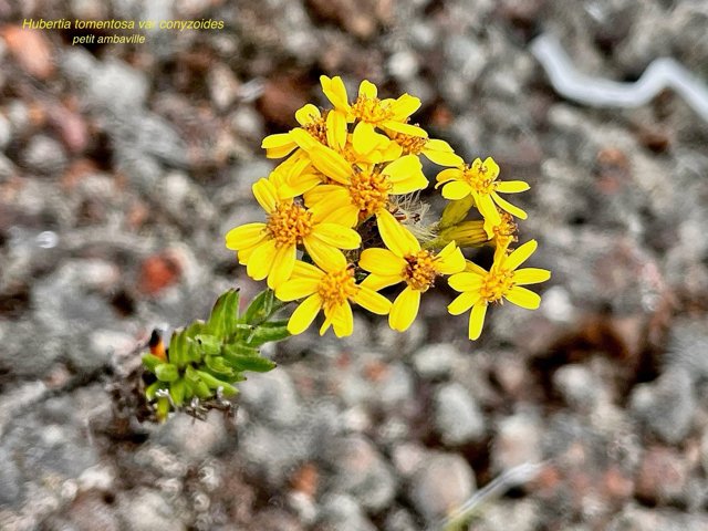 Hubertia tomentosa  var  conyzoides  Petit  ambaville  asteraceae  Endémique Réunion.jpeg