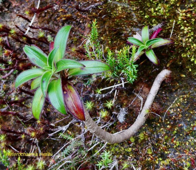 jeunes plants d'Heterochaenia rivalsii  Campanulaceae  Endémique Réunion (6).jpeg