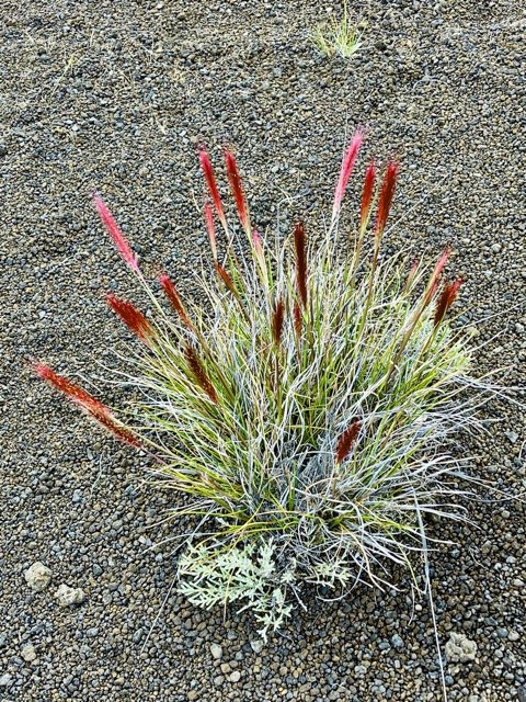 Pennisetum caffrum. Cenchrus cafer .poaceae.endémique Réunion..jpeg