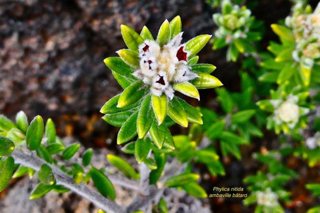 Phylica nitida  ambaville bâtard.rhamnaceae.endémique Réunion Maurice (1).jpeg