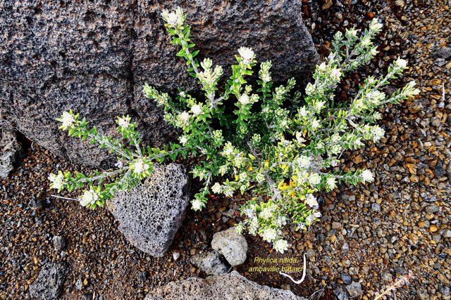 Phylica nitida  ambaville bâtard.rhamnaceae.endémique Réunion Maurice.jpeg