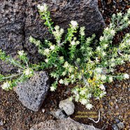 Phylica nitida  ambaville bâtard.rhamnaceae.endémique Réunion Maurice.jpeg