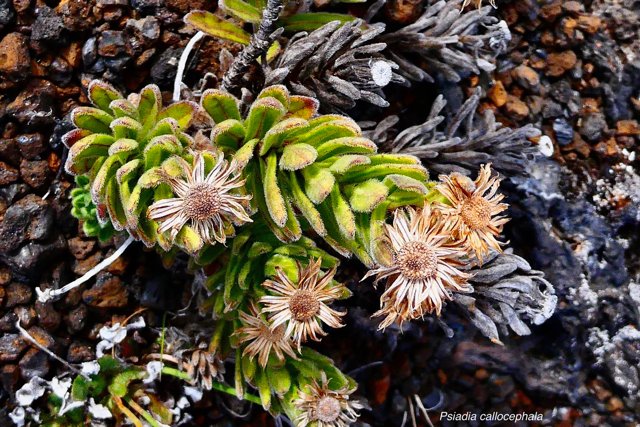 Psiadia callocephala.asteraceae.endémique Réunion. (1).jpeg