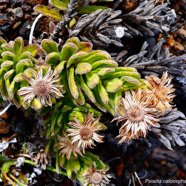 Psiadia callocephala.asteraceae.endémique Réunion. (1).jpeg