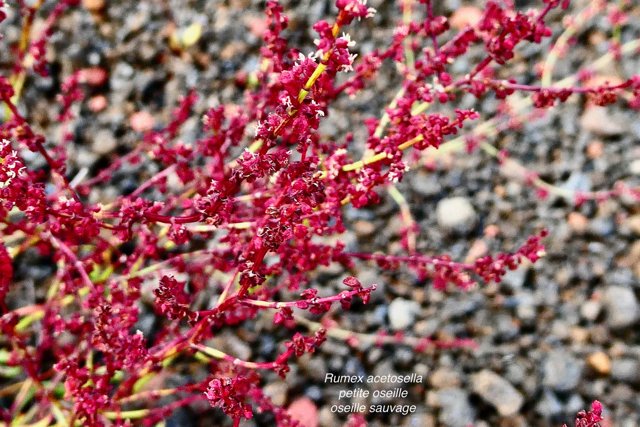 Rumex acetosella.oseille sauvage.petite oseille.polygonaceae.espèce envahissante. (1).jpeg